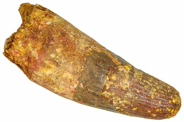 Real Fossil Spinosaurus Tooth - Feeding Worn Tip #365654